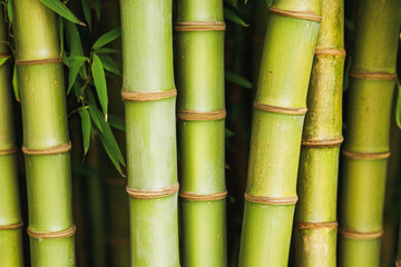 Close-up of vibrant green bamboo stalks with leaves