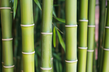 Close-up of vibrant green bamboo stalks in a lush grove