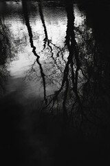 Obraz premium Dark water reflects tree silhouettes, abstract scene.