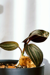 Ludisia Discolor or Jewel Orchid. Houseplant in a round, black, plastic pot, minimalist creative home decor concept. Copy space. Selective focus