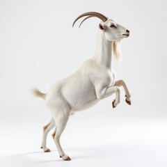 Sleek White Goat Rearing on Its Hind Legs in a Clean Setting