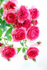 A beautiful  rose in full bloom, surrounded by blurred greenery. The delicately layered petals reveal bright, warm colors, with natural gradations.