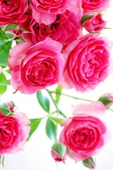 A beautiful  rose in full bloom, surrounded by blurred greenery. The delicately layered petals reveal bright, warm colors, with natural gradations.