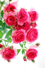 A beautiful  rose in full bloom, surrounded by blurred greenery. The delicately layered petals reveal bright, warm colors, with natural gradations.