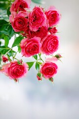 A beautiful  rose in full bloom, surrounded by blurred greenery. The delicately layered petals reveal bright, warm colors, with natural gradations.