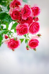 A beautiful  rose in full bloom, surrounded by blurred greenery. The delicately layered petals reveal bright, warm colors, with natural gradations.