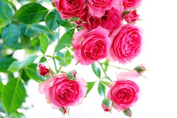 A beautiful  rose in full bloom, surrounded by blurred greenery. The delicately layered petals reveal bright, warm colors, with natural gradations.