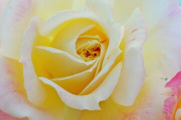 A beautiful  rose in full bloom, surrounded by blurred greenery. The delicately layered petals reveal bright, warm colors, with natural gradations.