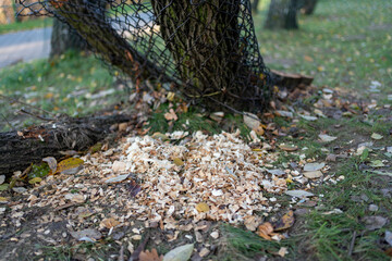 A tree trunk marked by fresh beaver bites with wood shavings scattered around its base