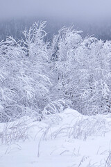 Snow-covered trees, winter landscape. Snow-covered trees background. The branches of the trees are covered with white frost.
