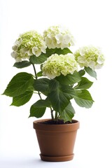 White flower with green leaves in a clay pot, isolated on a white background, indoor plant