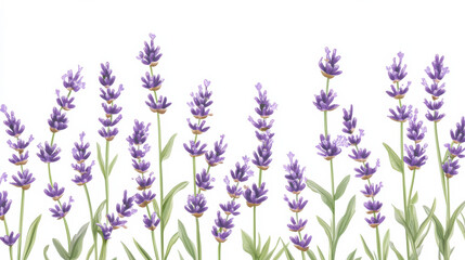 Naklejka premium A minimalist cut-out style graphic of vibrant lavender sprigs, finely detailed petals, soft green stems, sharp separation from a clean white background, emphasized vivid purples and subtle texture, hd
