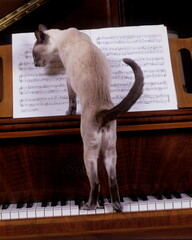 chat siamois bleu