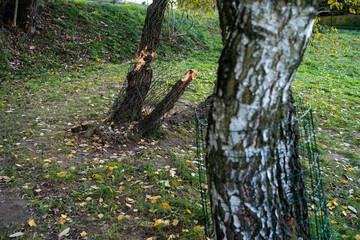 Conservation Efforts Against Beaver Damage