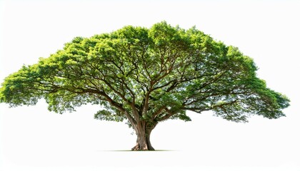 tree isolated on white background