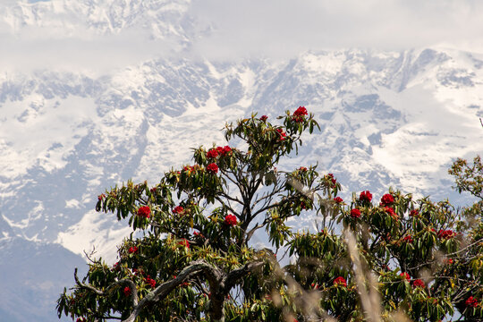 Vivid red rhododendron flowers bloom vibrantly against the majestic backdrop of snow capped Himalayan peaks partially veiled by white clouds. Framing the scene lush green tree branches at Deoria tal.