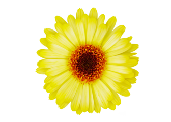 yellow daisy flower isolated on transparent background, top view