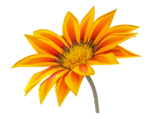 gazania flower or african daisy isolated on transparent background