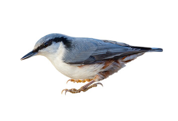 Nuthatch isolated on transparent background. Sitta europaea