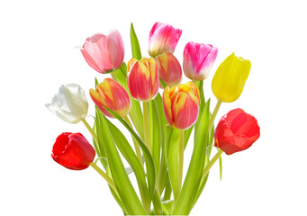 Bouquet of colorful tulips isolated on transparent background