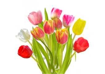 Bouquet of colorful tulips isolated on transparent background