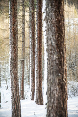 Forest of pine trunk in winter