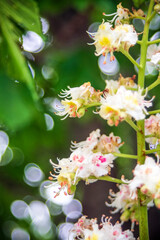 Closeup of flowers of horse chestnut on a green leaves background