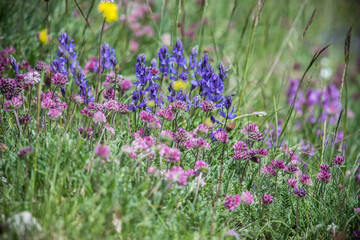 Colorful wildflowers at summer time