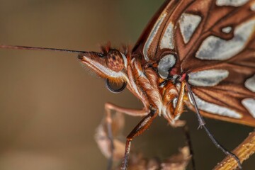 Macro shot of a butterfly's intricate wing patterns