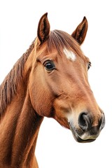 Obraz premium A close-up photograph of a brown horse, capturing the gentle and attentive expression of the animal, highlighting its striking features against a plain white background.