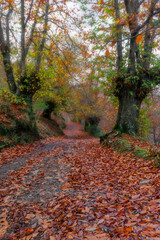 Otoño entre castaños 
