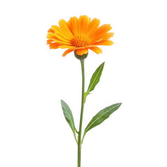A single orange calendula flower stem with leaves