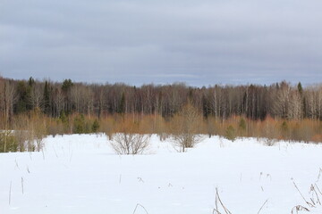 forests of northeastern Europe in early spring