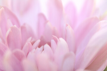 Pretty Pink White Flower Petals Abstract Close Up of Bouquet 