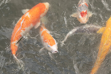 Really love the colors of these koi fish swimming around in this water. These ornamental carp are quite pretty to watch beneath the ripples of the water. This photo was taken in Japan.