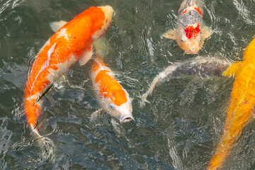 Really love the colors of these koi fish swimming around in this water. These ornamental carp are quite pretty to watch beneath the ripples of the water. This photo was taken in Japan.