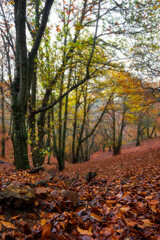 otoñada en el valle 