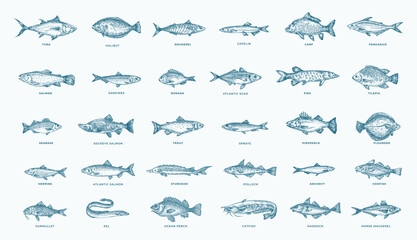 Fish Hand Drawn Set. 30 Freshwater and Sea Fishes Collection. Salmon, Tuna, Herring, Pike, Anchovy, Herring, Trout, Mackerel and Dorado Vintage Seafood Sketches. Engraved Style Isolated Illustrations