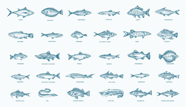 Fish Hand Drawn Set. 30 Freshwater and Sea Fishes Collection. Salmon, Tuna, Herring, Pike, Anchovy, Herring, Trout, Mackerel and Dorado Vintage Seafood Sketches. Engraved Style Isolated Illustrations
