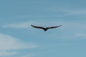 Big bird flying in the sky.