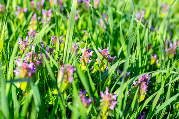 Lilac wolf nettle flowers in the grass on a sunny spring day
