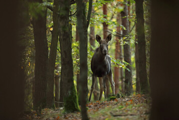 Łoś (Alces alces) moose © Bartosz Rakoczy
