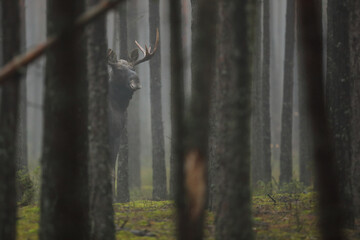 Łoś (Alces alces) moose © Bartosz Rakoczy