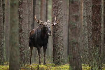 Łoś (Alces alces) moose © Bartosz Rakoczy