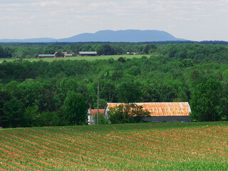 The roof of a barn that is rusty.