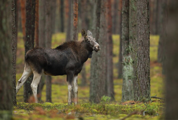 Łoś (Alces alces) moose © Bartosz Rakoczy