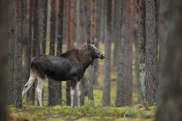 Łoś (Alces alces) moose © Bartosz Rakoczy
