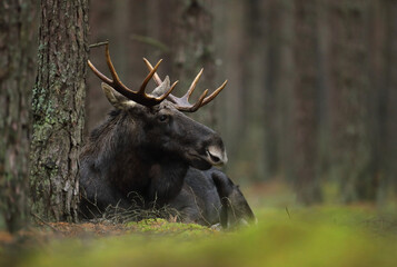 Łoś (Alces alces) moose © Bartosz Rakoczy