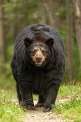 Fototapeta premium Black Bear walking