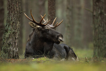 Łoś (Alces alces) moose © Bartosz Rakoczy